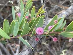 Image of Acacia purpureapetala