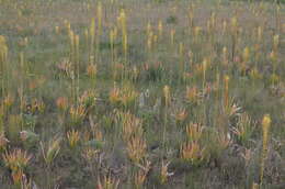 Image of Eremurus fuscus (O. Fedtsch.) Vved.