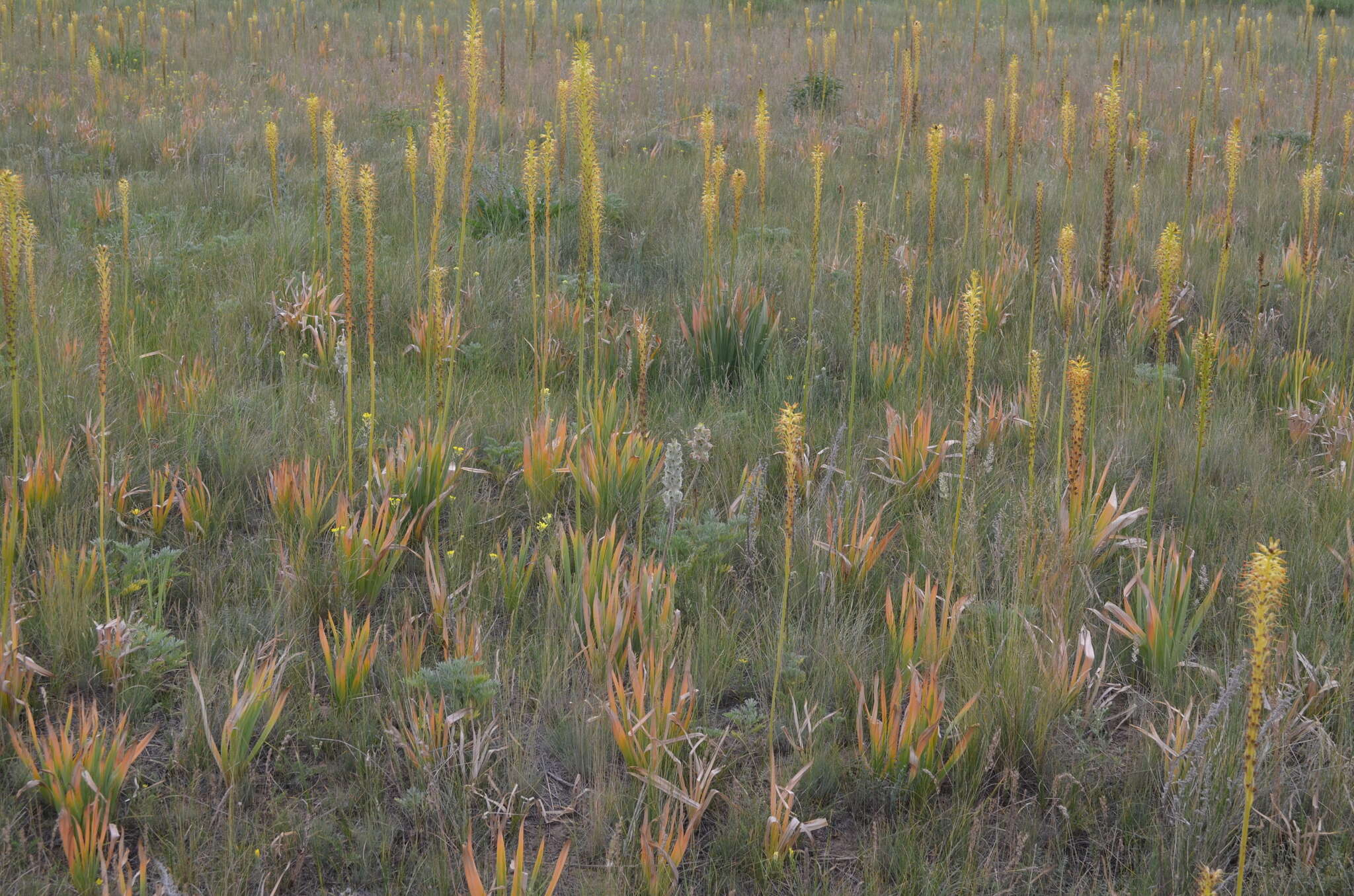 Image of Eremurus fuscus (O. Fedtsch.) Vved.