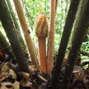 Image of Cycad