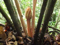 Image of Cycad