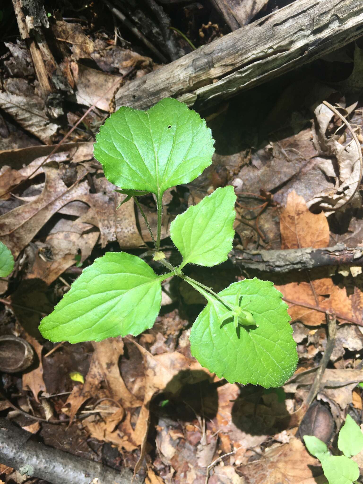 Image of Viola tripartita var. glaberrima (Ging. ex Chapm.) R. M. Harper