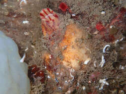 Image of grooved sea squirt