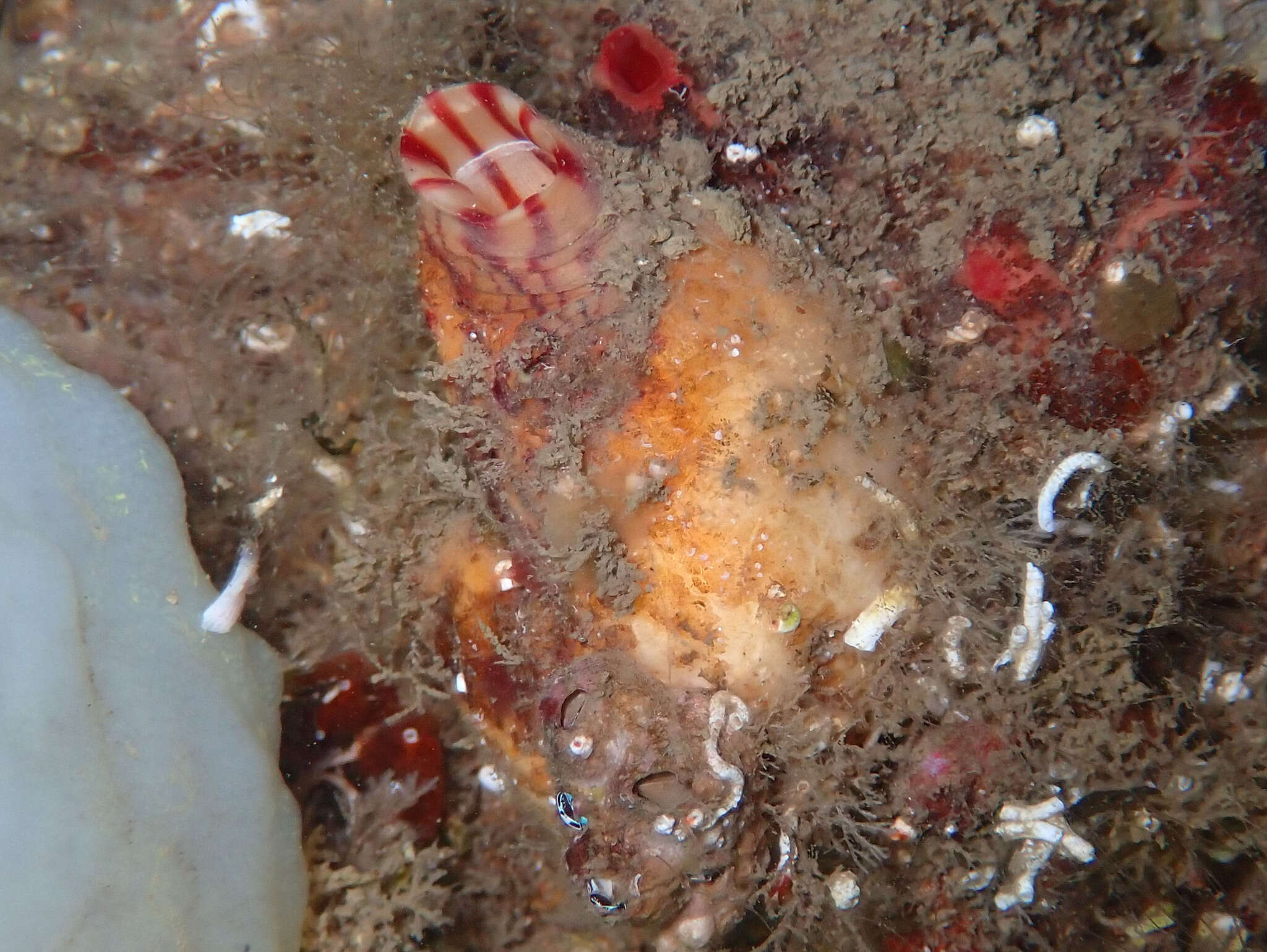 Image of grooved sea squirt