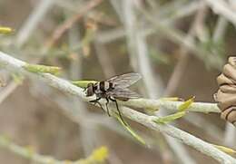 Imagem de Limnophora obsignata (Rondani 1866)