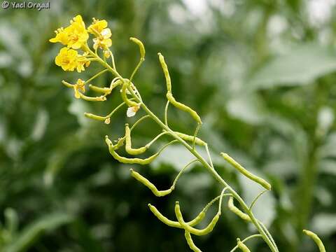 Nasturtiopsis coronopifolia (Desf.) Boiss.的圖片