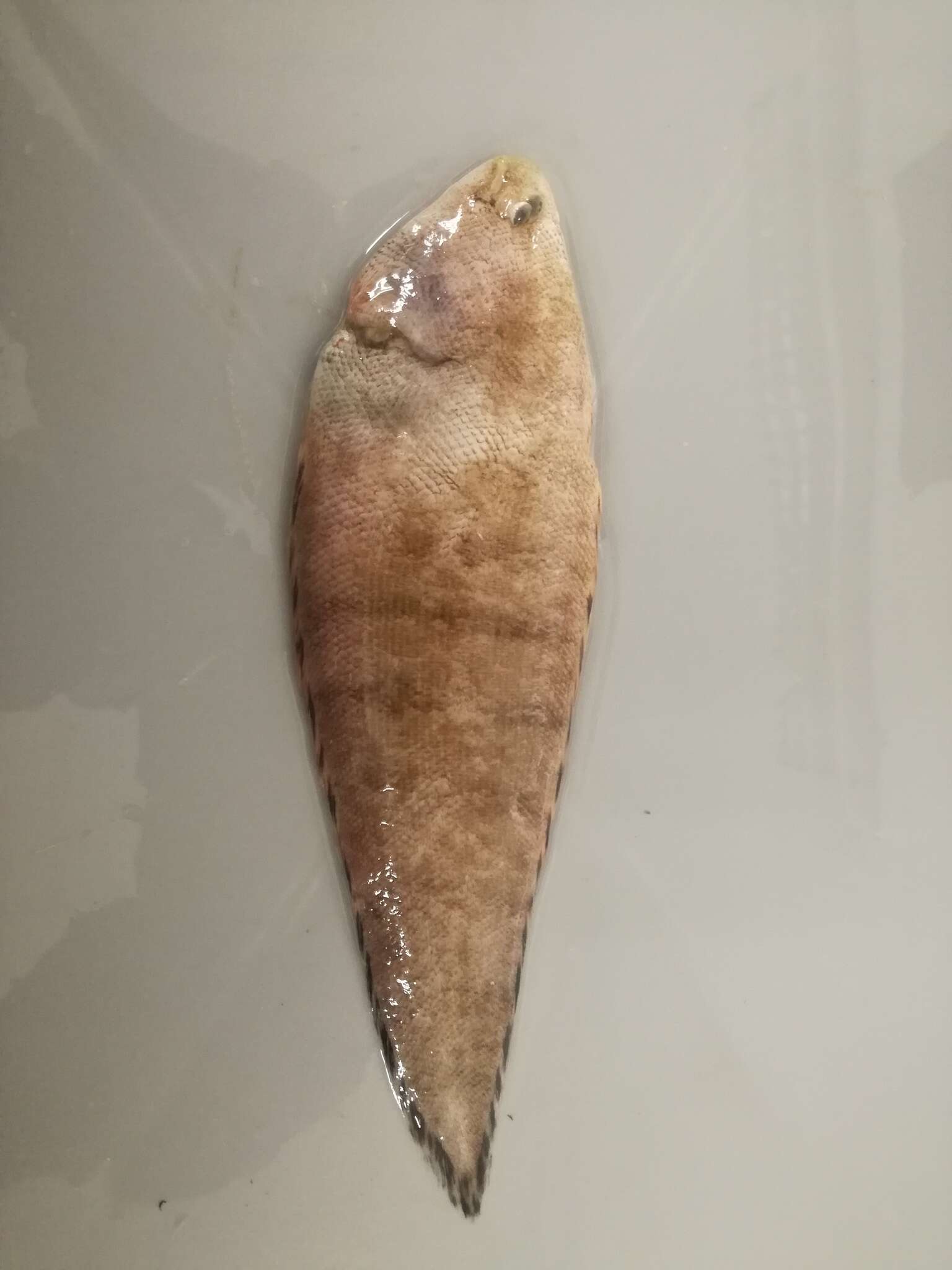 Image of Halfspotted tonguefish