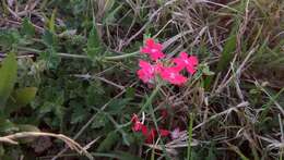 Image of crisped mock vervain