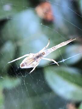 Image of Uloborus walckenaerius Latreille 1806