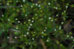 صورة Androsace elongata L.