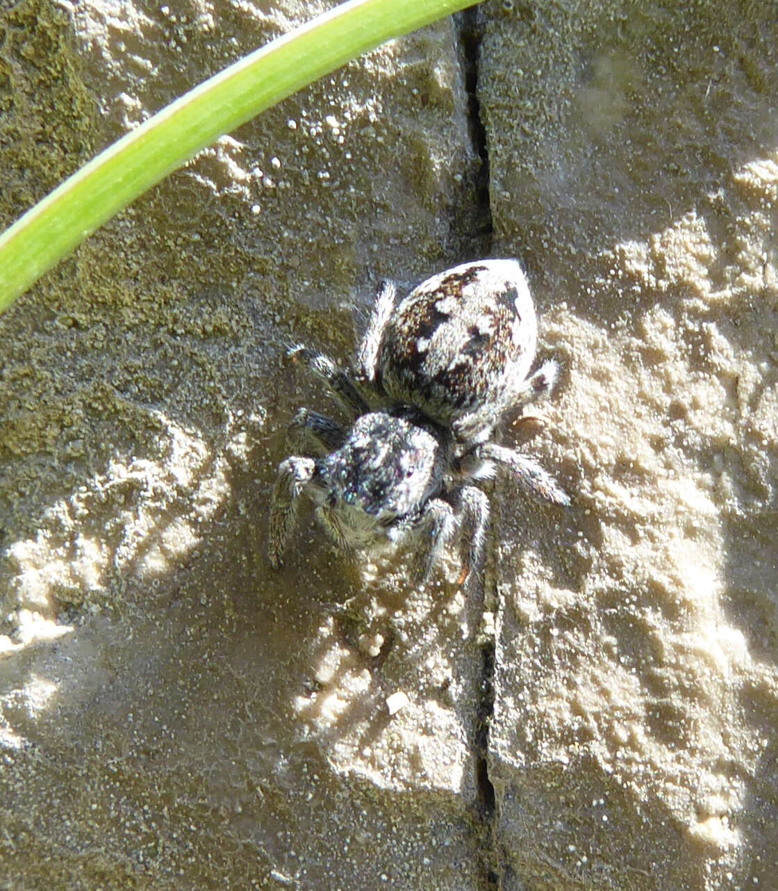 Image of Attulus longipes (Canestrini 1873)