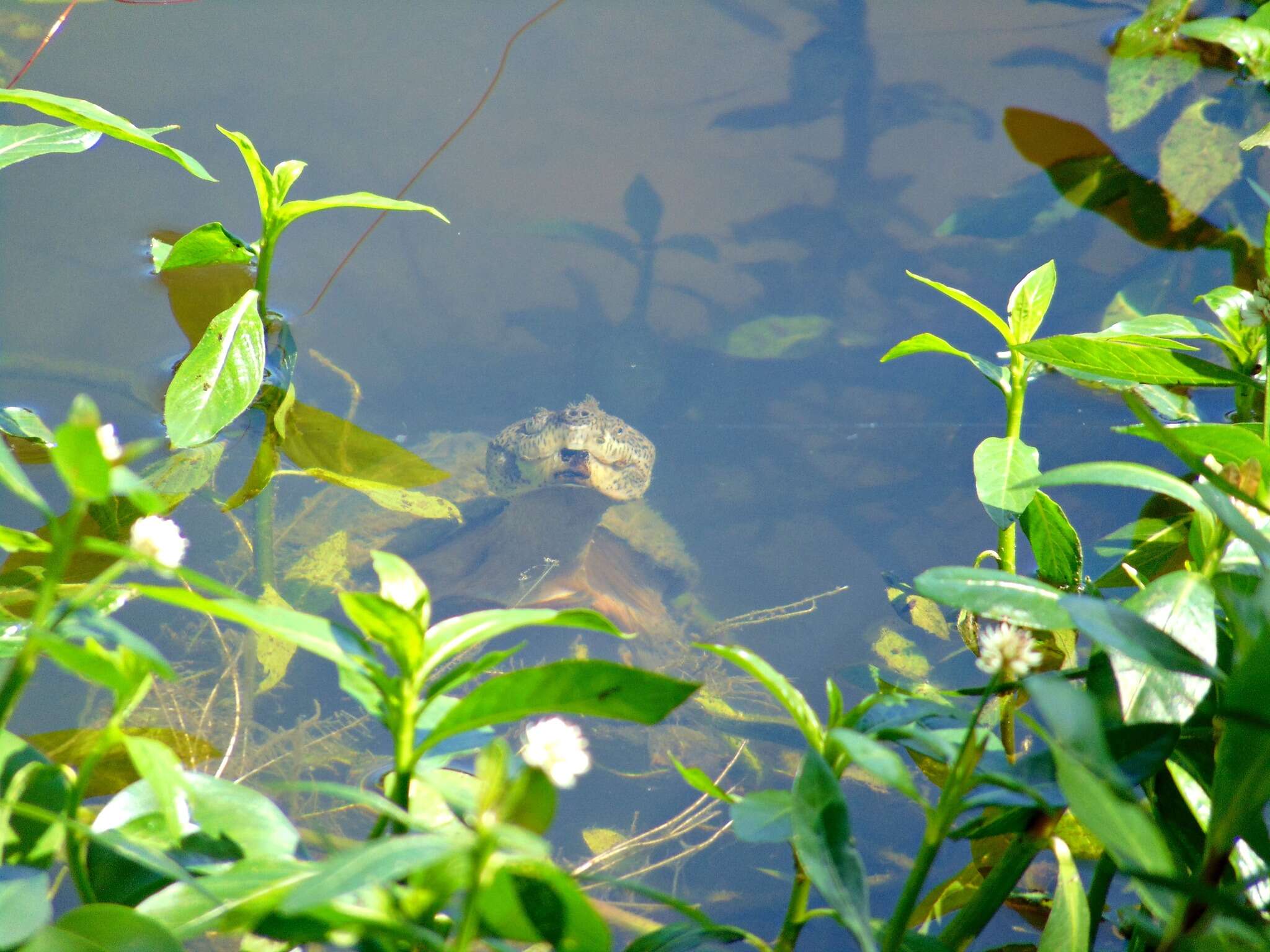 Image of Keeled Musk Turtle