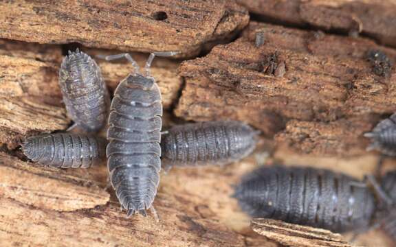 Image of common rough woodlouse