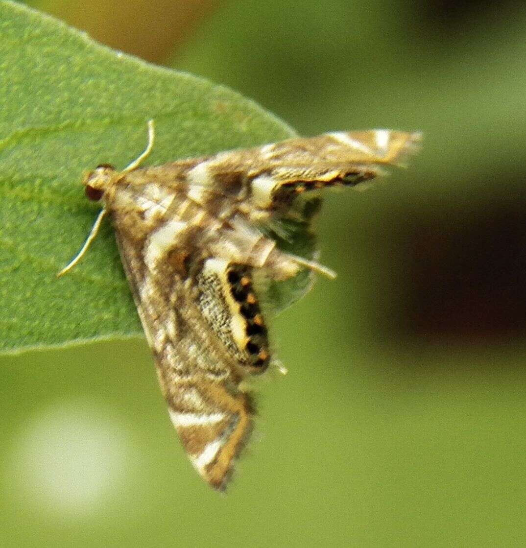 Image of Petrophila hodgesi Munroe 1972