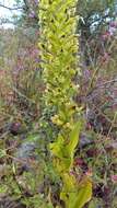 Image of Habenaria strictissima Rchb. fil.