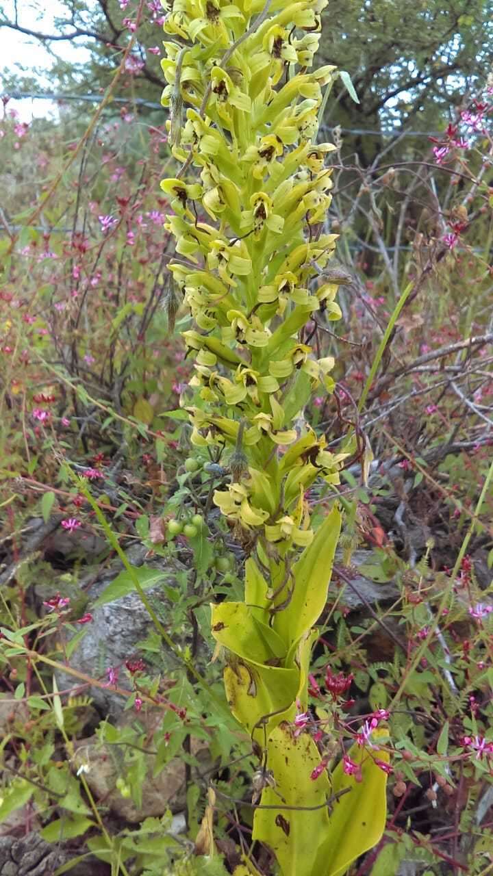 Plancia ëd Habenaria strictissima Rchb. fil.