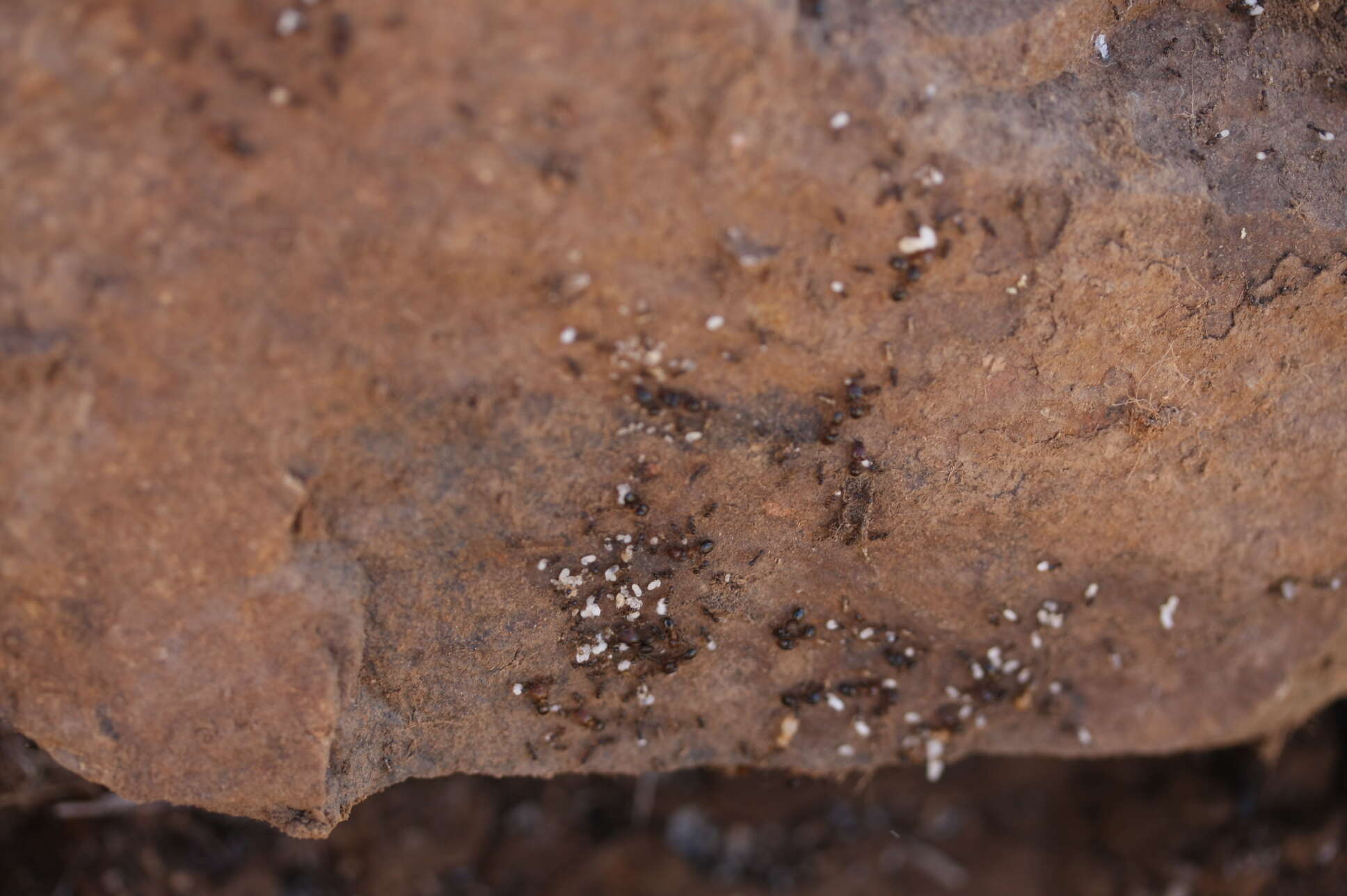 Image of Pheidole capensis Mayr 1862