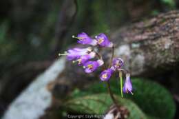 Image of Oreocharis benthamii var. reticulata Dunn