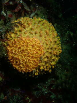 Image of orange rough ball horny sponge