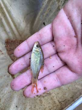 Image of Spotted barb