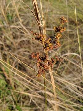 Image of bog rush