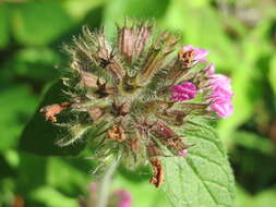 Image of wild basil