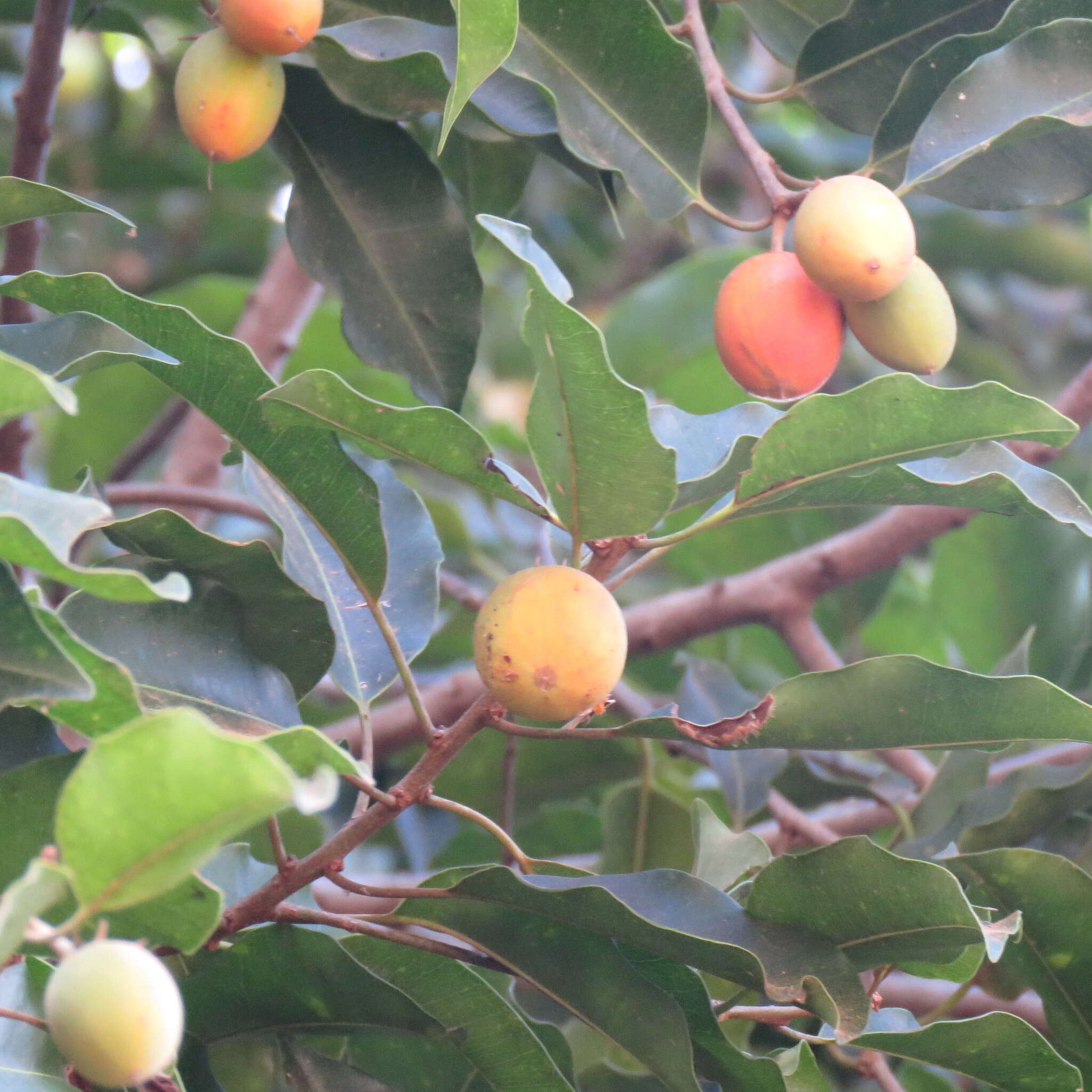 Image of Spanish cherry