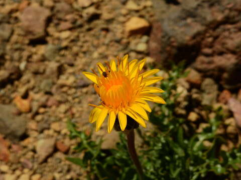 Слика од Hypochaeris tenuifolia (Hook. & Arn.) Griseb.