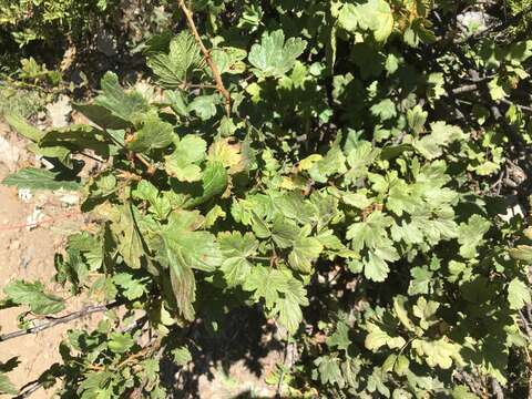 Image of spring gooseberry