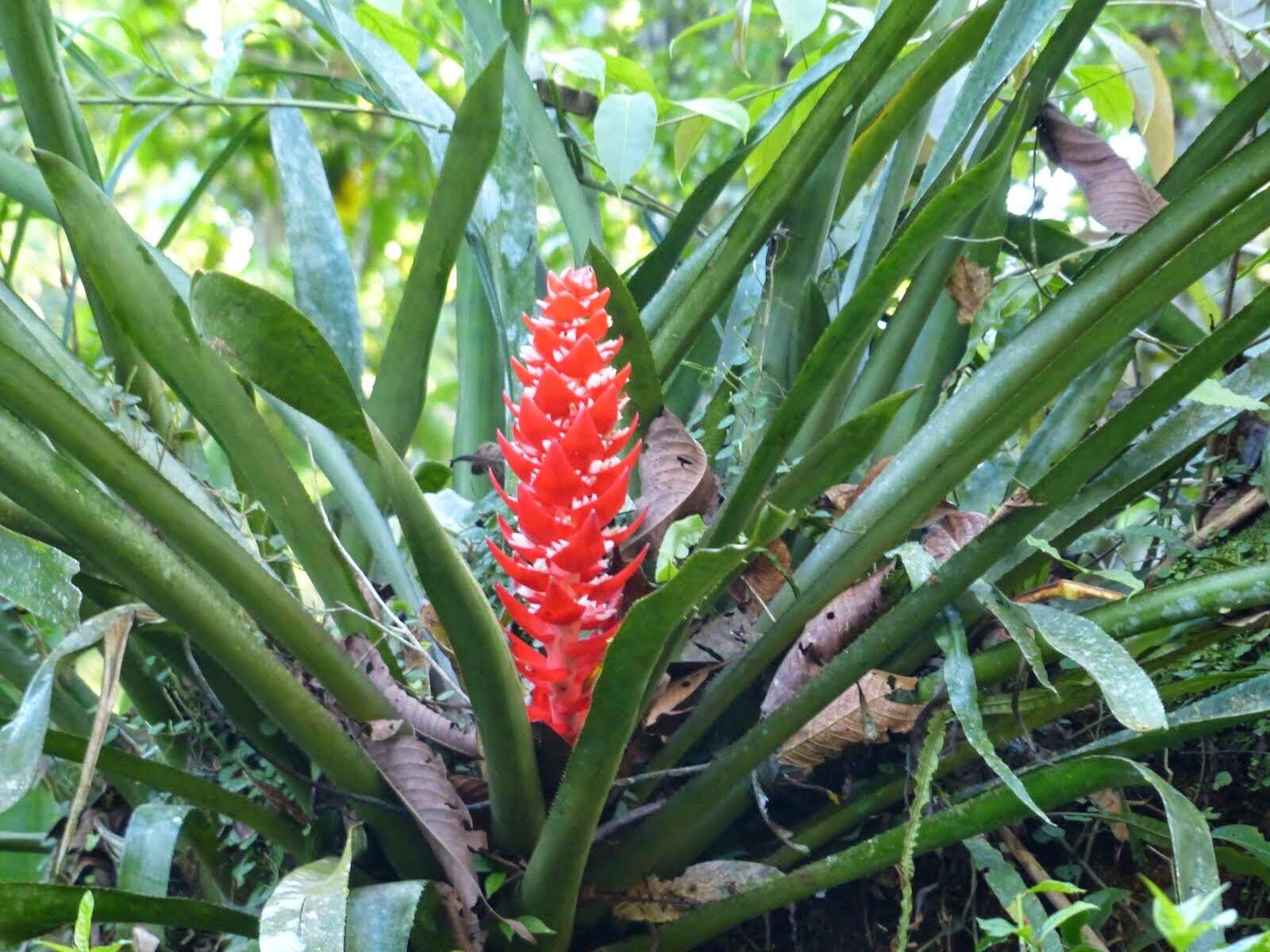 Image of Aechmea hoppii (Harms) L. B. Sm.