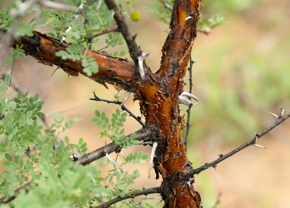 Imagem de Vachellia exuvialis (Verd.) Kyal. & Boatwr.