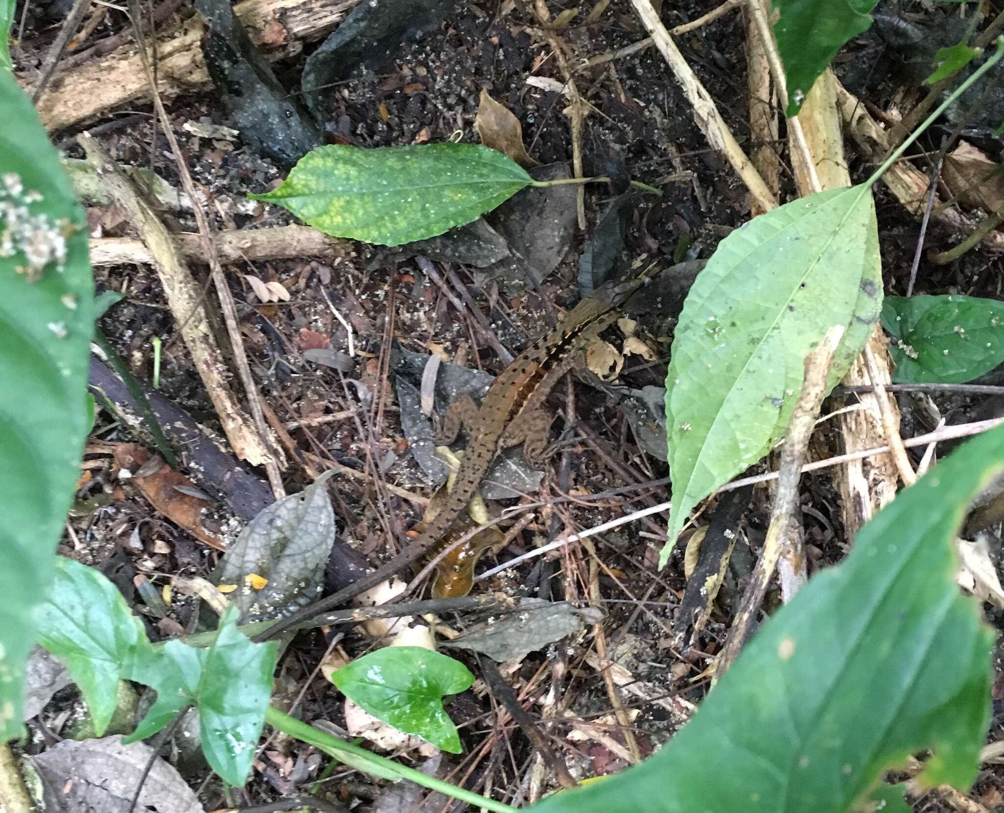 Image of Ameiva Lizard