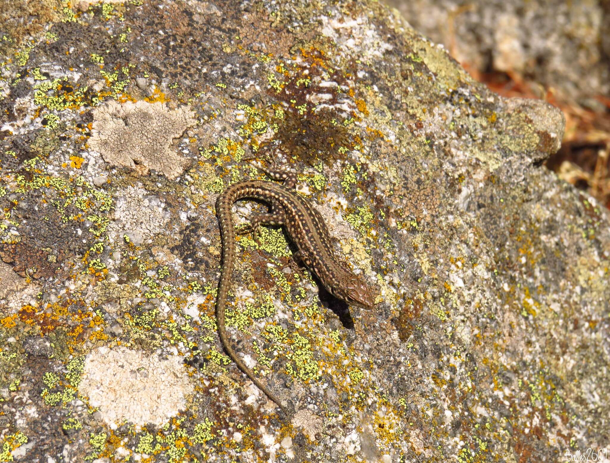 Image of Podarcis guadarramae guadarramae (Boscá 1916)