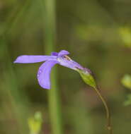 Image of Lobelia gibbosa Labill.