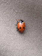 Image of Lady beetle