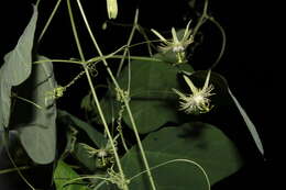 Image of slender passionflower