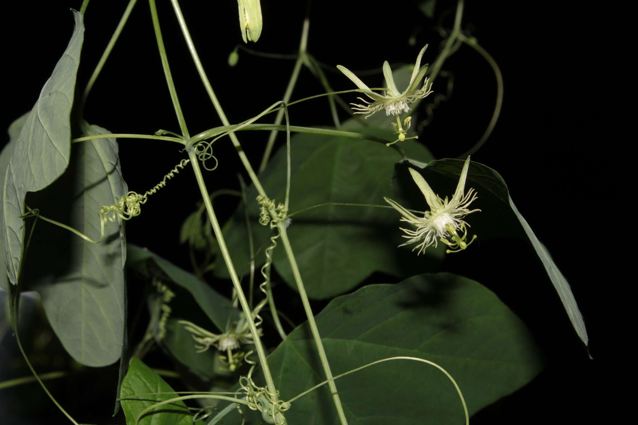 Passiflora filipes Benth.的圖片