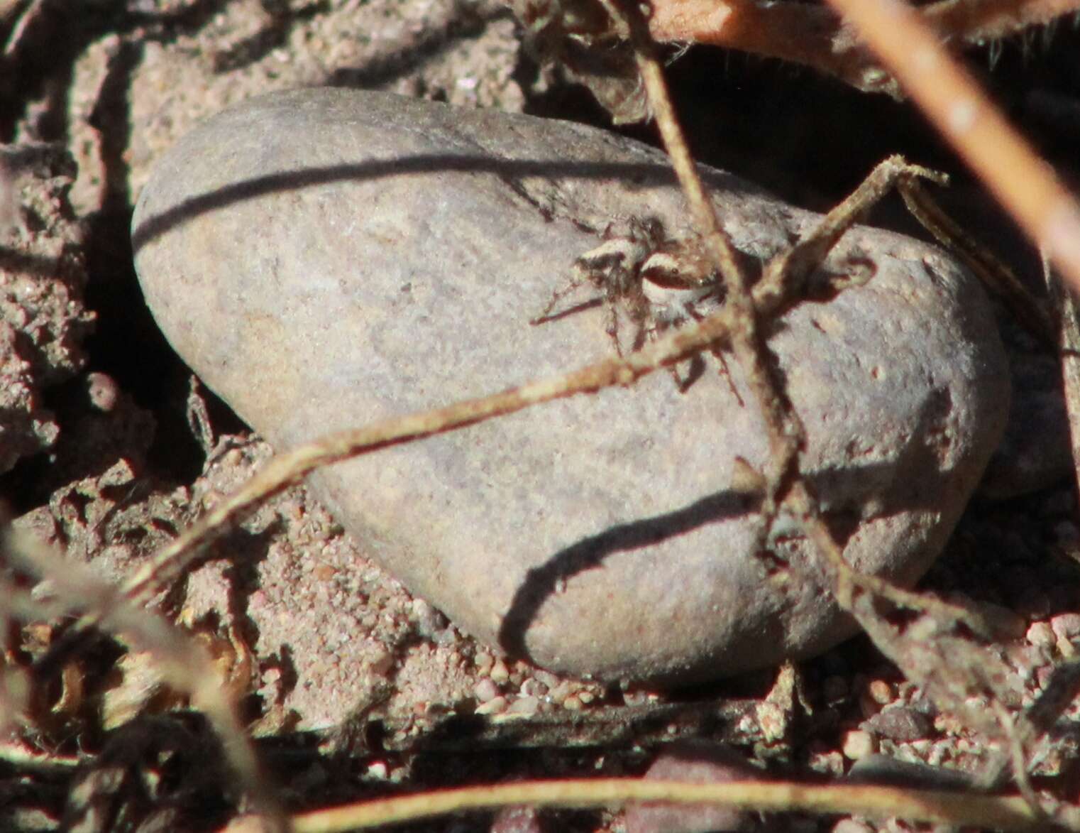 Image of Habronattus conjunctus (Banks 1898)