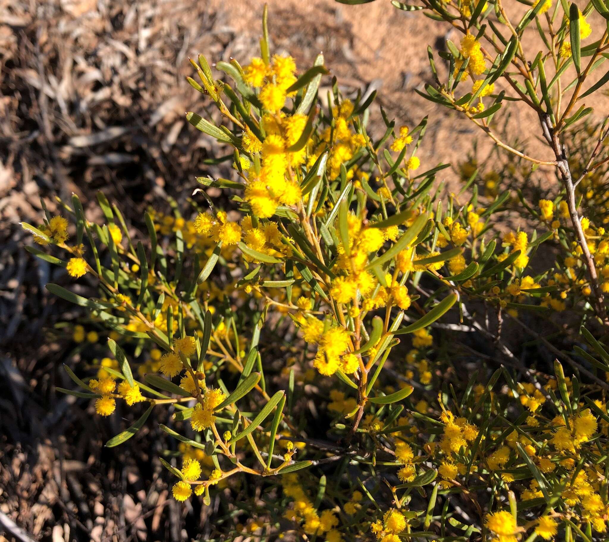 Imagem de Acacia sclerophylla var. sclerophylla