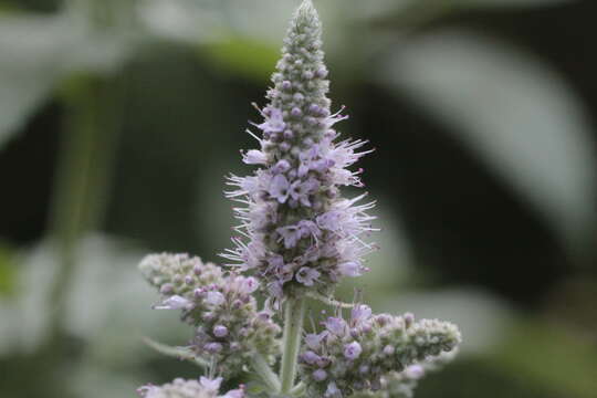 Image of Mentha longifolia subsp. longifolia