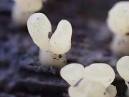 Image de Calocera pallidospathulata D. A. Reid 1974