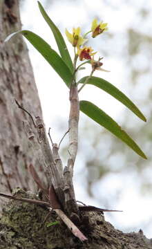 Image of Dendrobium fellowsii F. Muell.