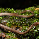 Image of Veracruz Graceful Brown Snake