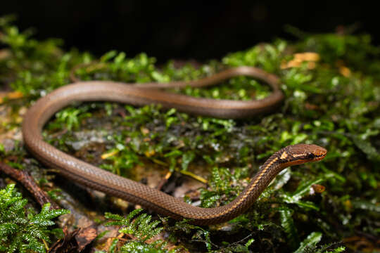 Image of Veracruz Graceful Brown Snake