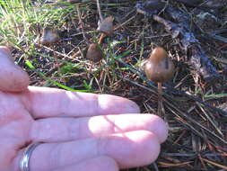 Plancia ëd Psilocybe semilanceata (Fr.) P. Kumm. 1871