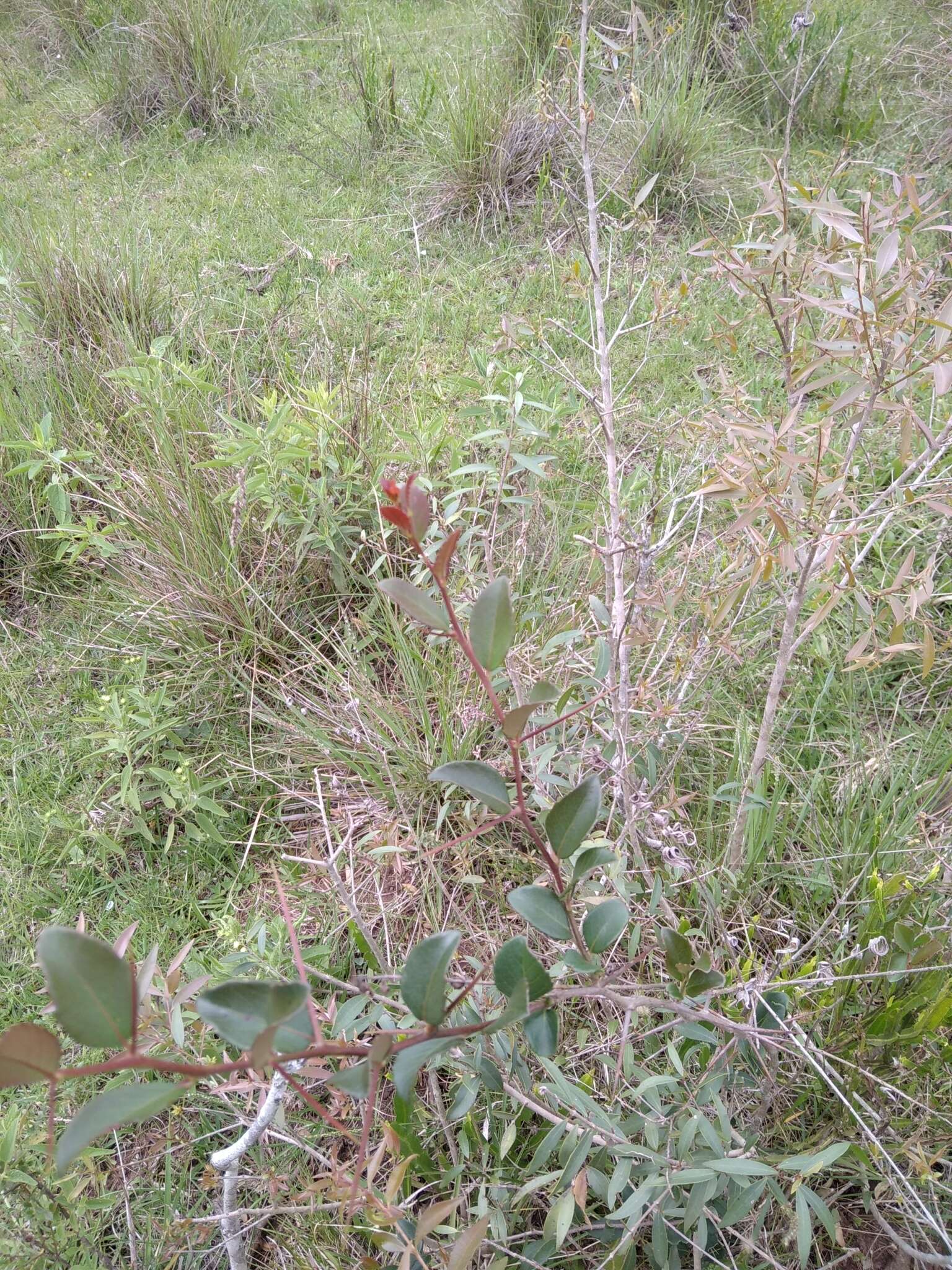 Image of Xylosma tweediana (Clos) Eichler