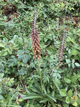 Image of Digitalis parviflora Jacq.