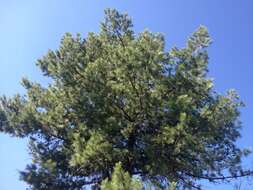 Image of Pinus leiophylla var. leiophylla