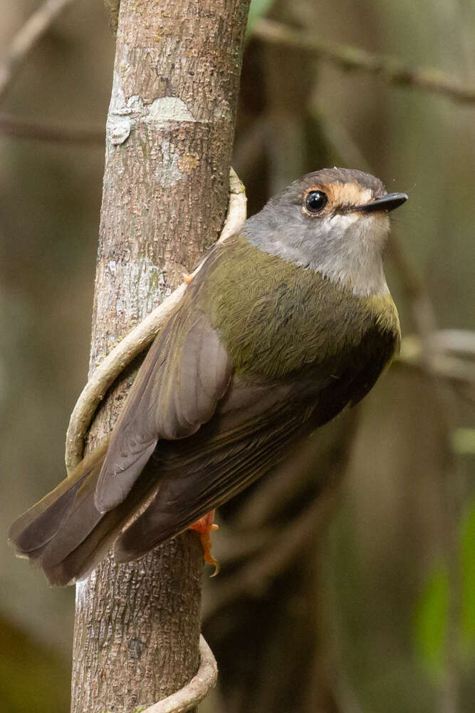 Image of Tregellasia capito nana (Ramsay & EP 1878)