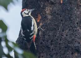 Image of Himalayan Woodpecker